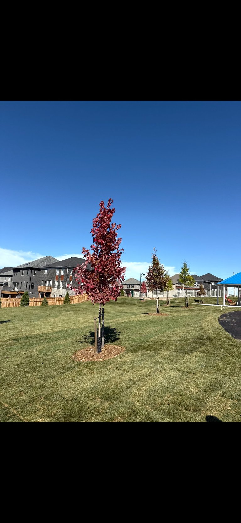 Young red maple tree growing in residential neighborhood park with houses and mountains visible in clear blue sky background