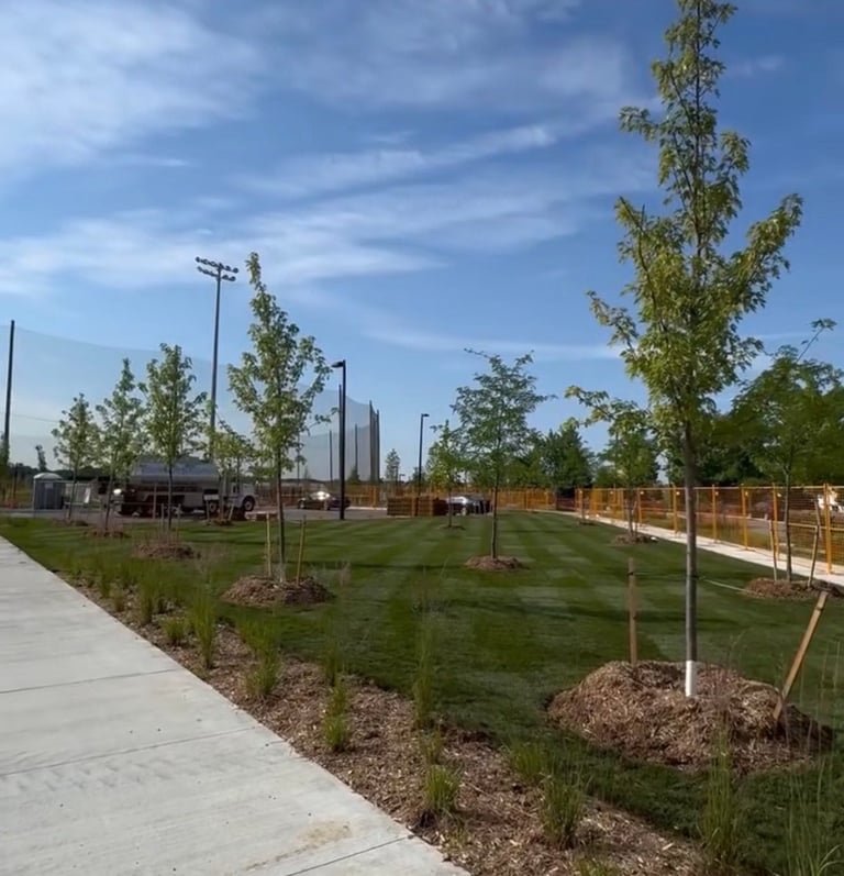 Recently planted trees with wooden stakes in a park or recreational area with blue sky and concrete pathway